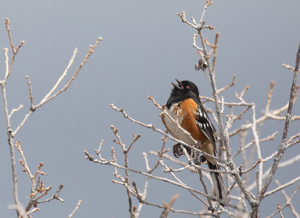 Spotted Towhee © Erik Bruhnke